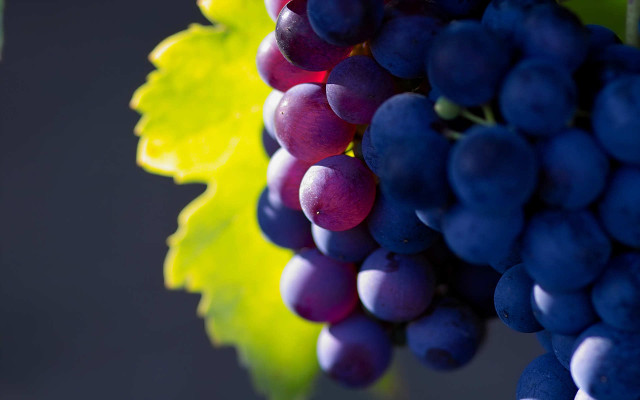 vendita cosmetici naturali al vino